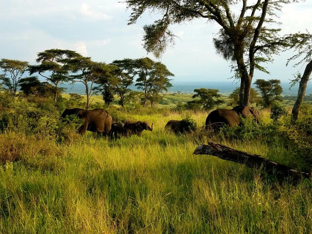 Uganda nature