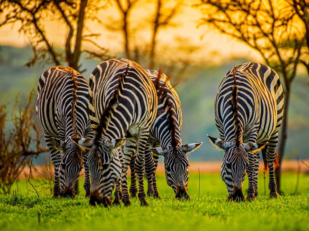 MO EXPEDITIONS luxury travel Uganda
