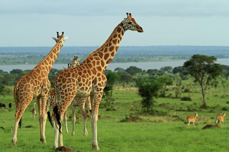 Murchison Falls